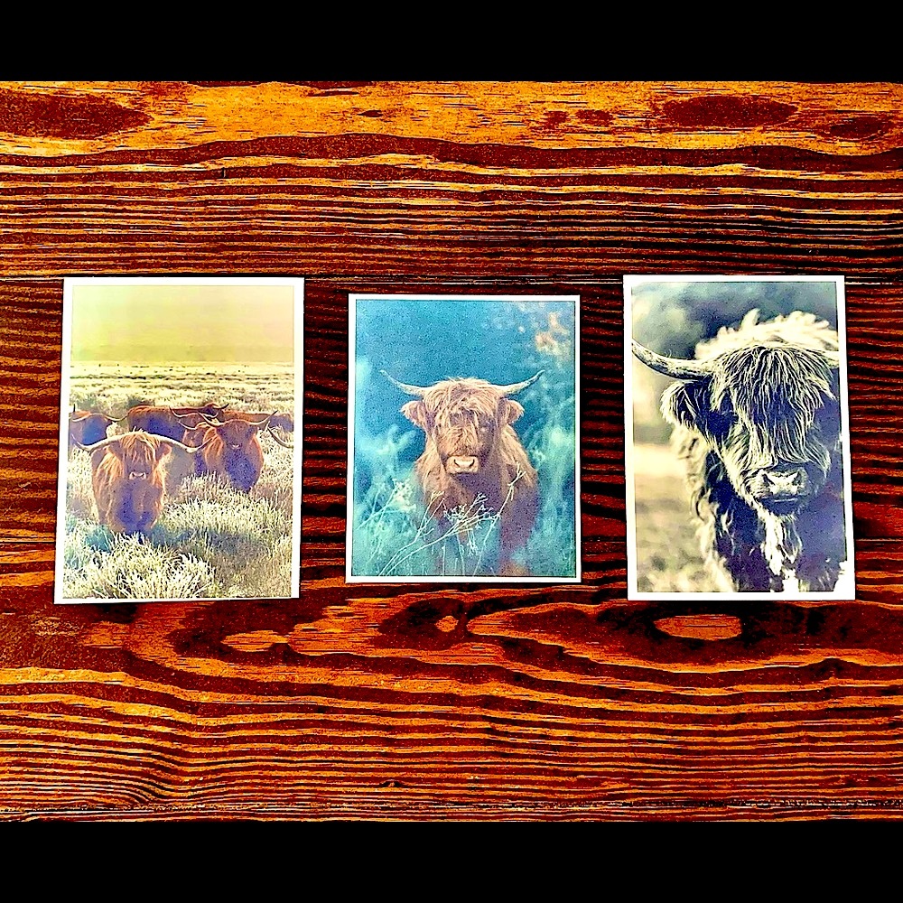Ranch Life Highland Cow Photography, Two 5”x7” Prints, One 4”x6” Print